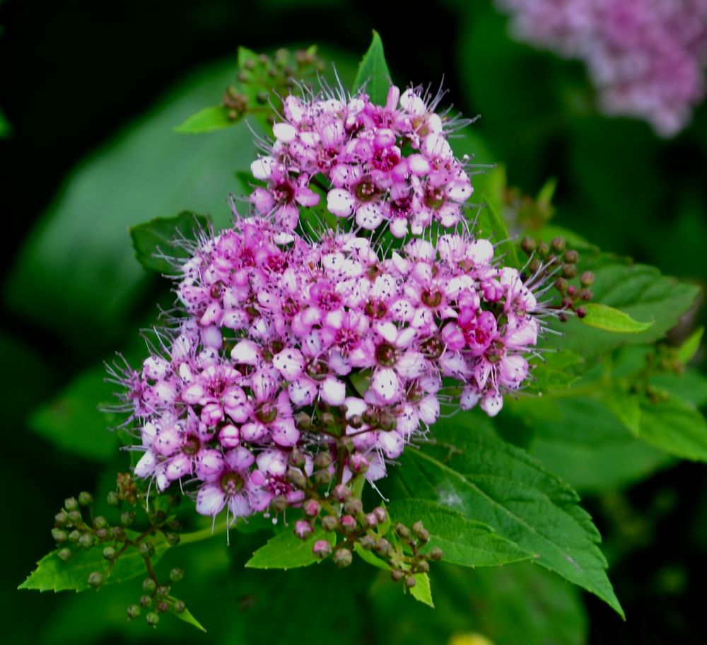 Diese Blüte eines Strauches…