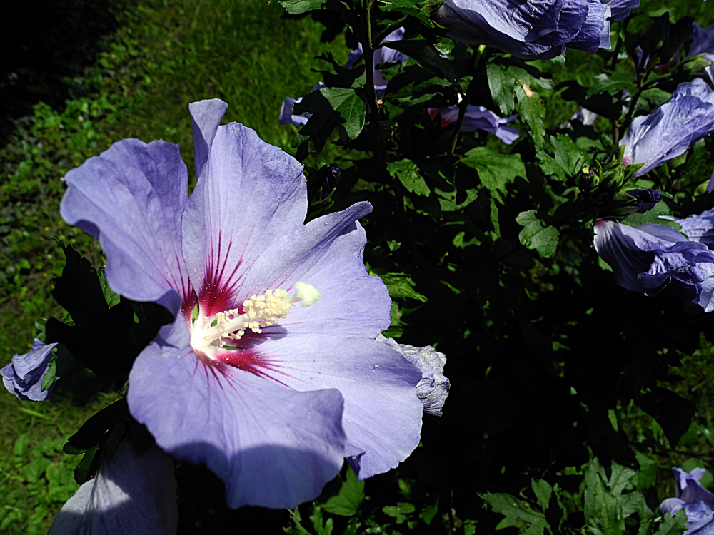 diese Blüte erinnert...