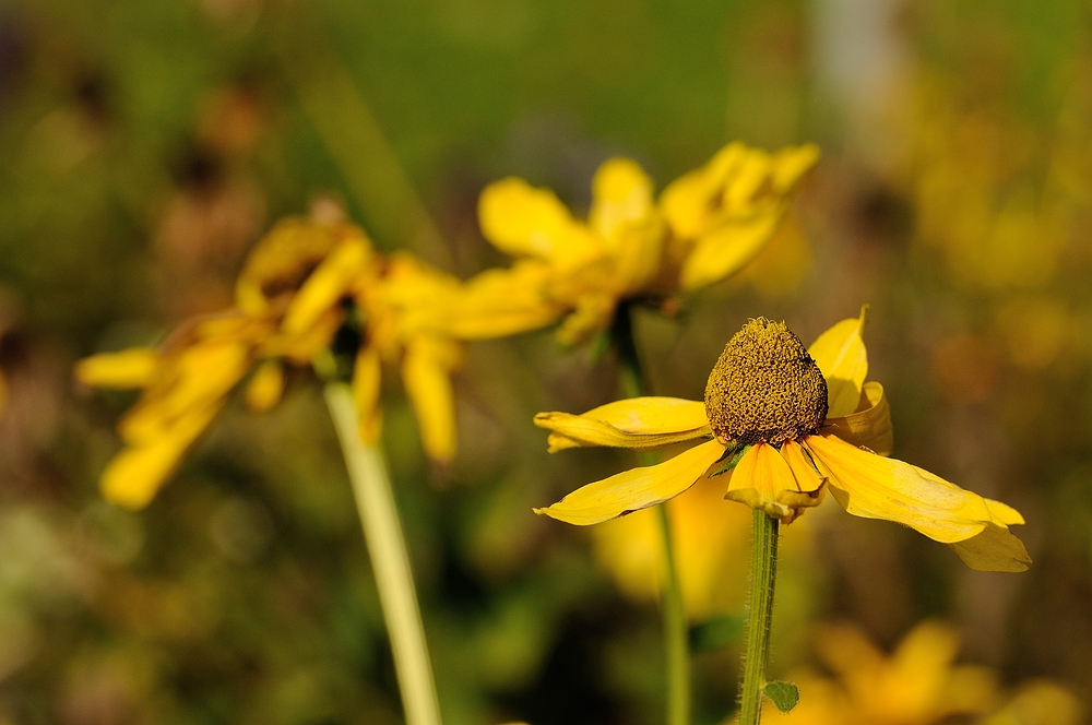 Diese Blüte habe ich vor 14 Tagen noch auf dem...