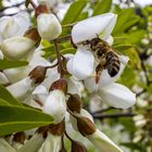 Diese Blüte hat grad Besuch