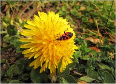 Diese Blüte hat sich längst über die Wiese verteilt ...!