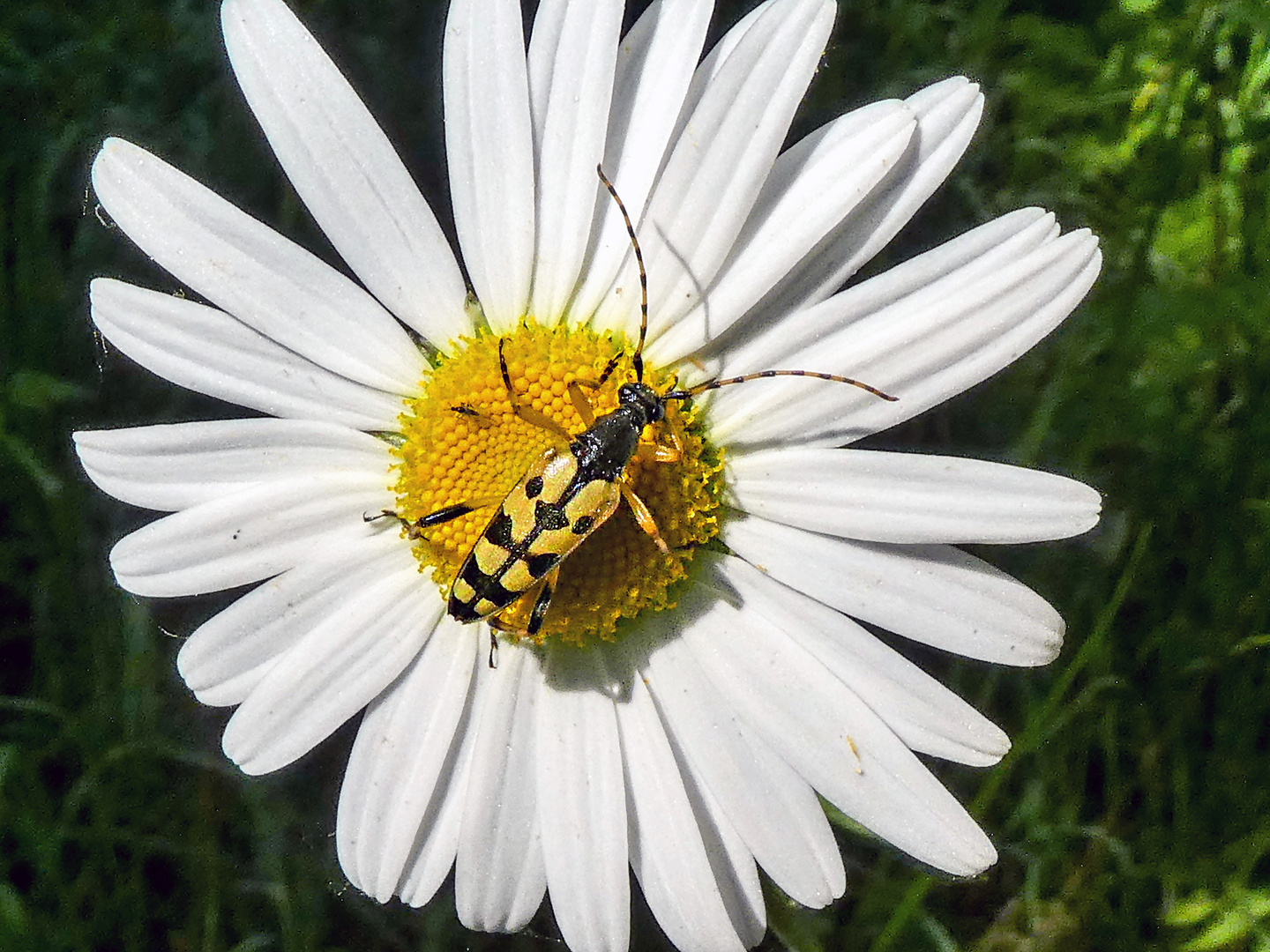 DIESE BLÜTE IST BESETZT....