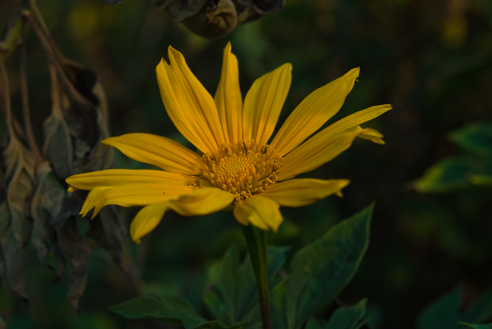 Diese Blüte ist mir einfach im rechtem Licht begegnet.