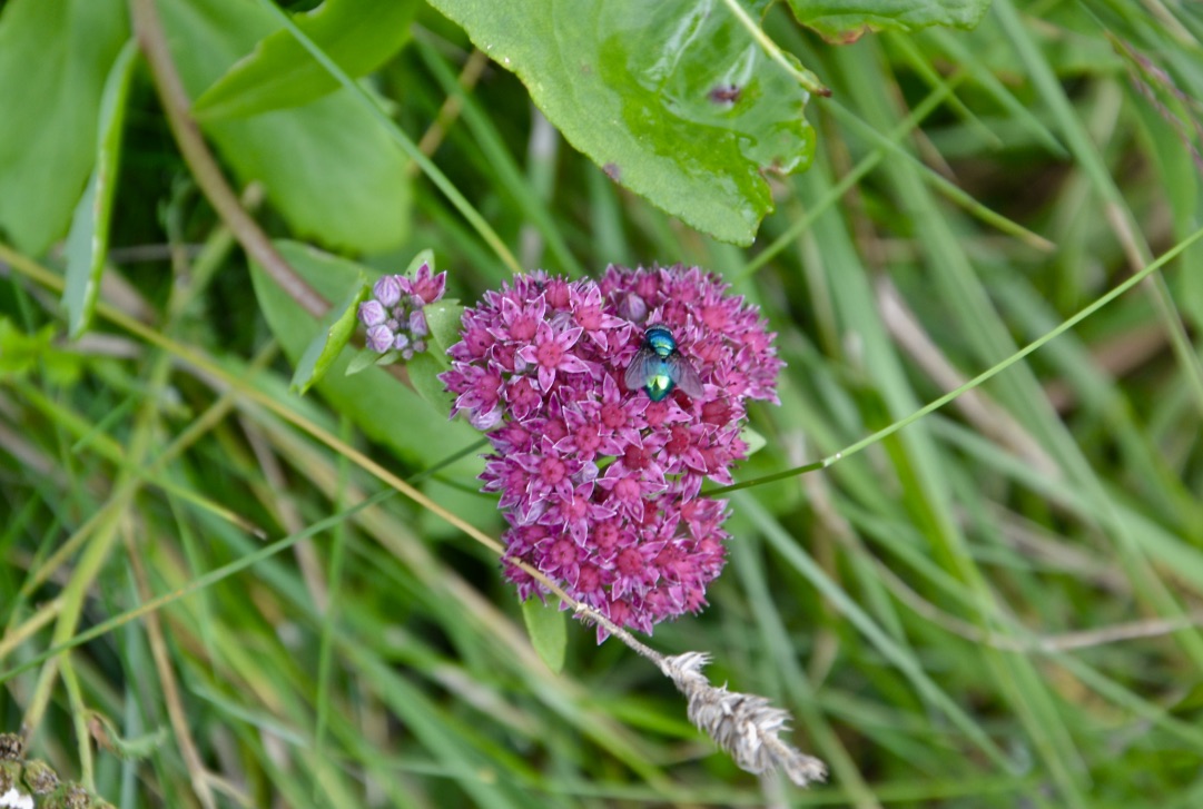 Diese Blüte mit "Besuch"…