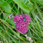 Diese Blüte mit "Besuch"…