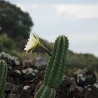 Diese Blüte schmückt u.a. das Hotel Caloura Agua de Pau Sao Miguel Azoren