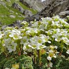 Diese Blüte sieht man nicht in geschäft......