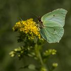 Diese Blüte soll es sein