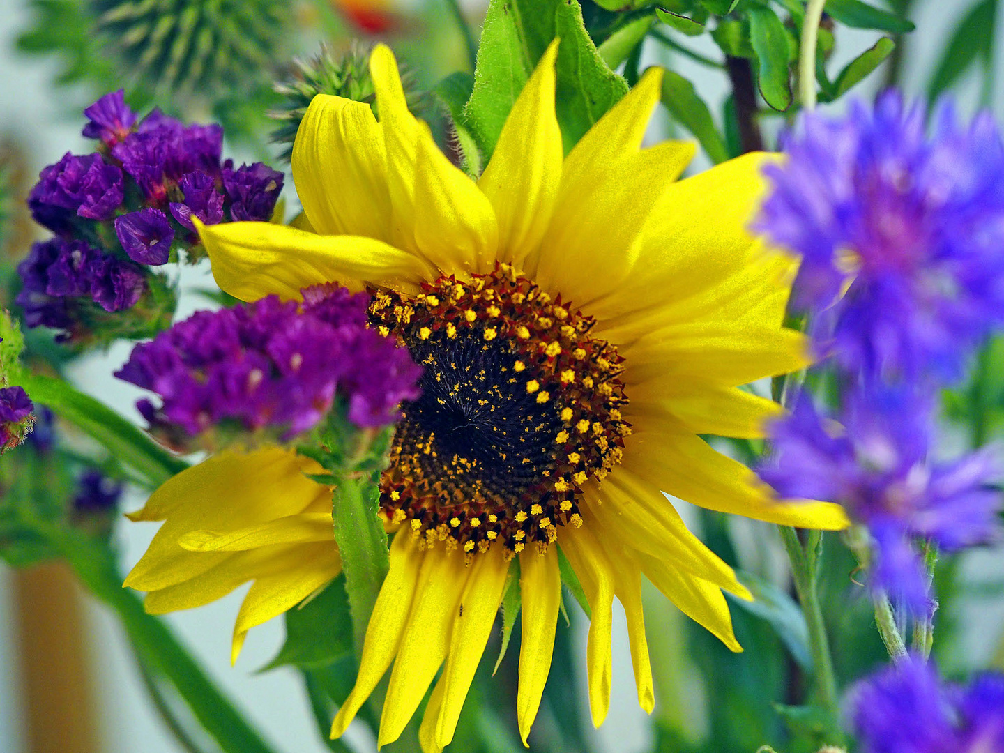 Diese blüte soll euch den mittwoch verschönern, obwohl sonnenschein -