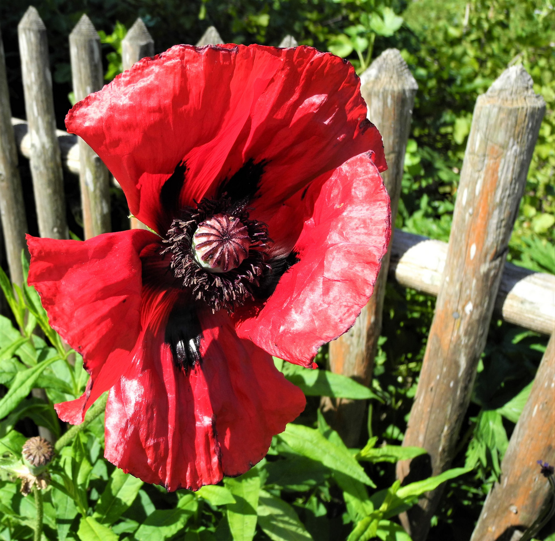 Diese Blüte widme ich...