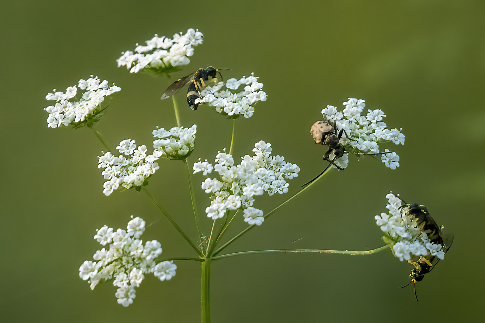 Diese Blüten