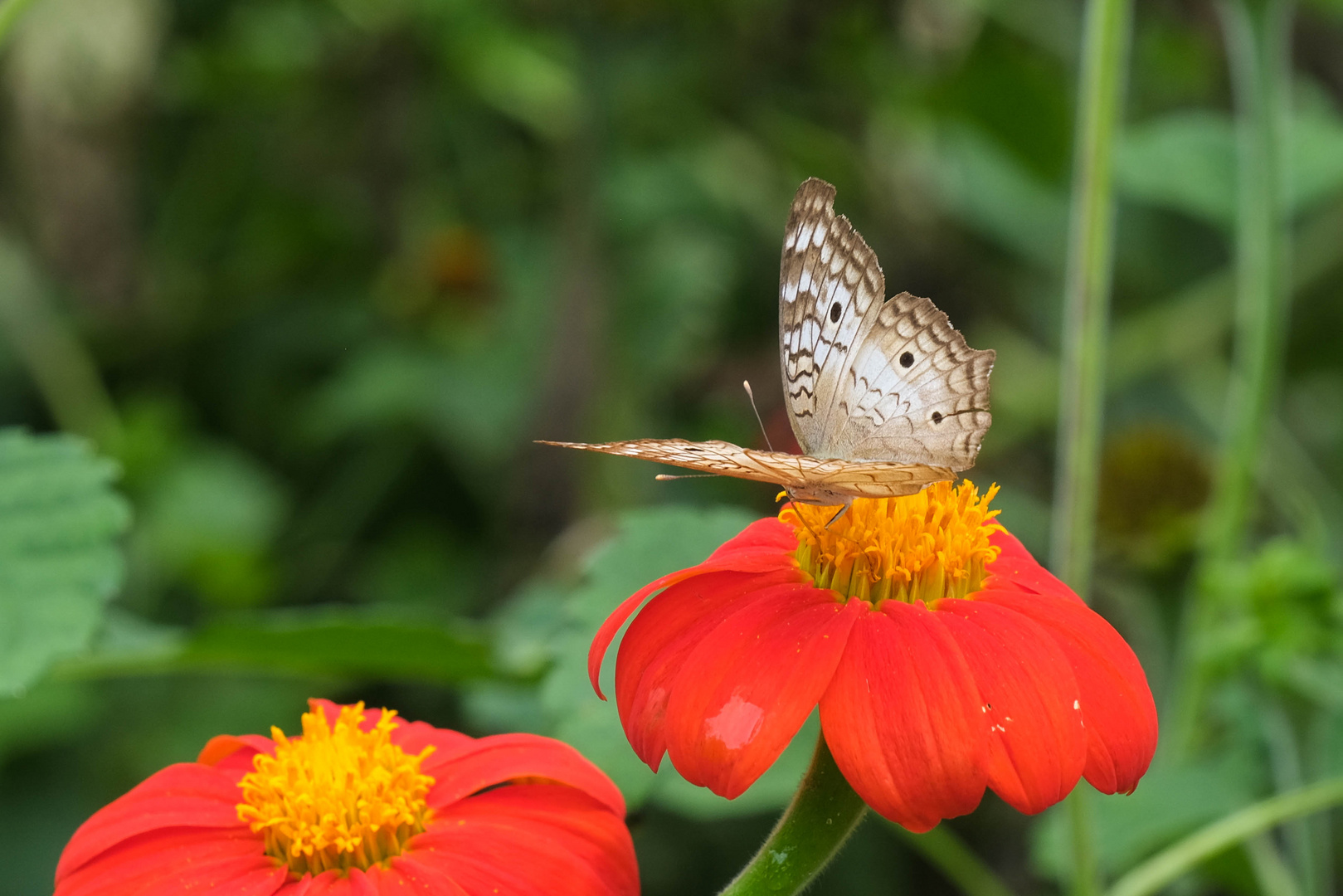 ...diese Blüten locken...