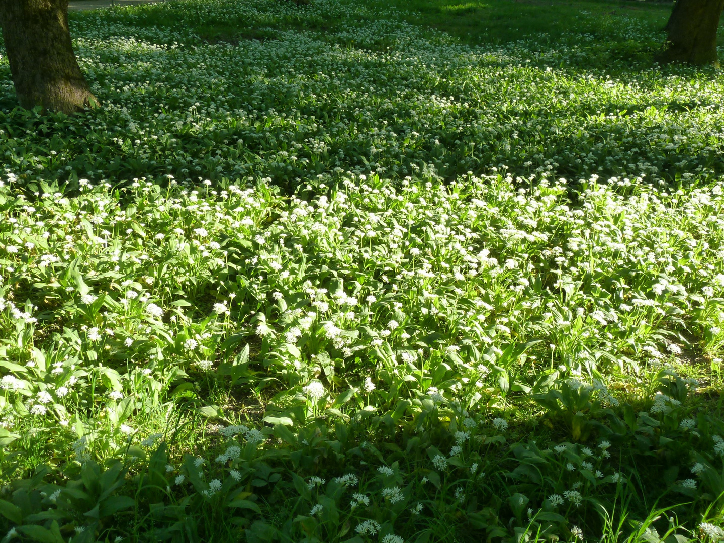 Diese Blüten mag ich überhaupt nicht...