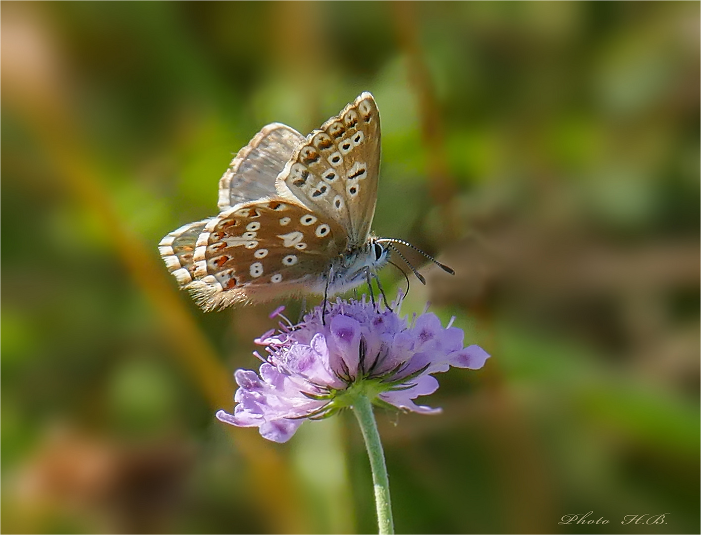 Diese Blüten mögen Schmetterlinge