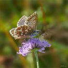 Diese Blüten mögen Schmetterlinge