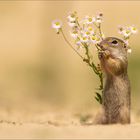 Diese Blüten schmecken ....