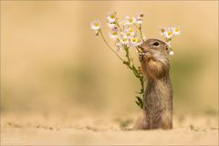 Diese Blüten schmecken ....