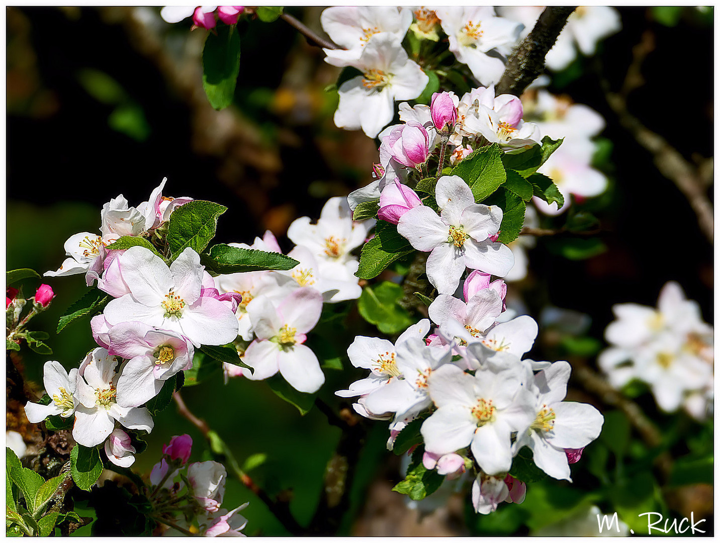 Diese Blüten sind doch einfach ein Traum !