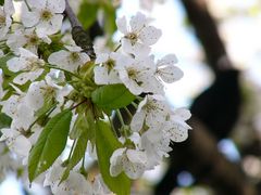 diese Blüten - waren die nun oder kommen die noch ...