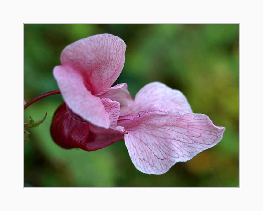 Diese Blüten werden kaum wahr genommen (Springkraut)