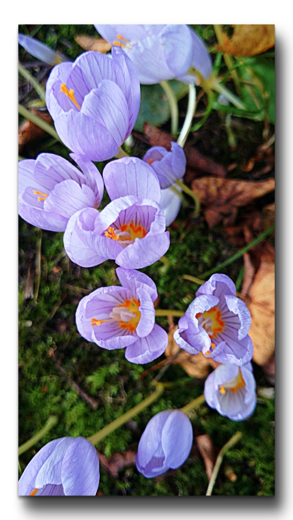 Diese Blüten zaubern einem Frühlingsgefühle