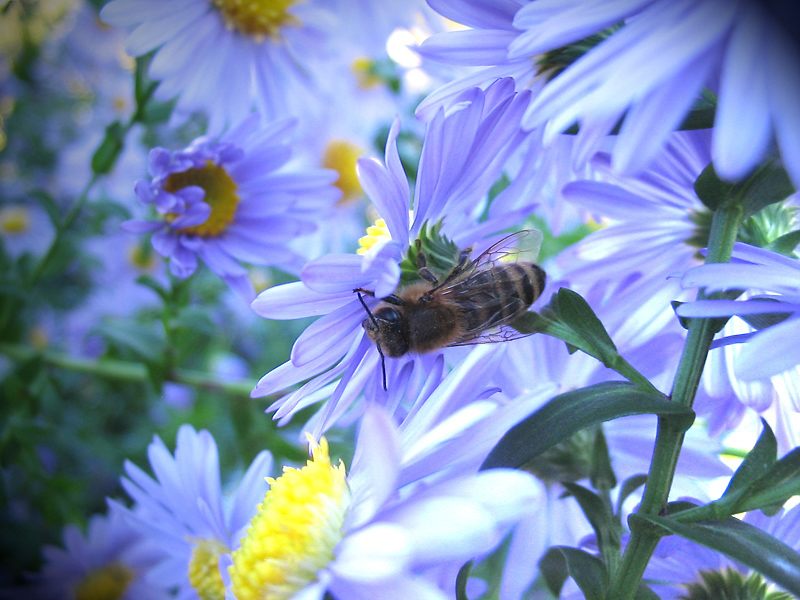 Diese Blume hat keinen guten UV Schutz.......