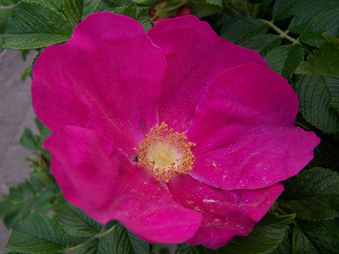 Diese Blume wächst in unserer gesamten Straße,