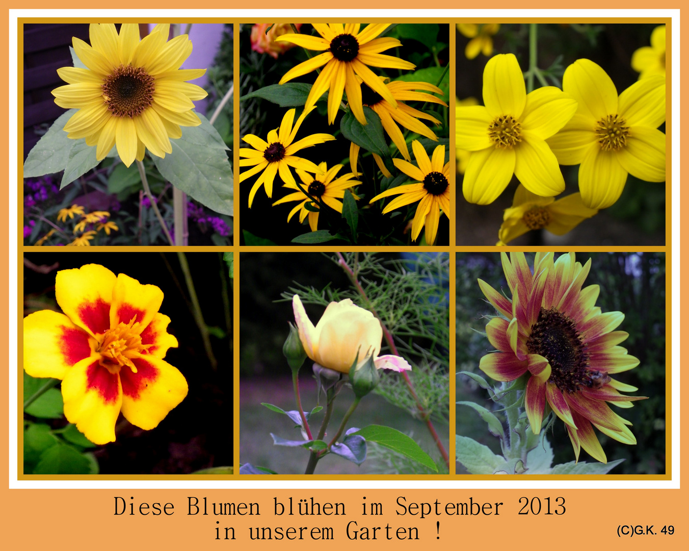 Diese Blumen erfreuen uns auch im September 2013 !