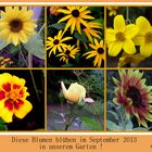 Diese Blumen erfreuen uns auch im September 2013 !