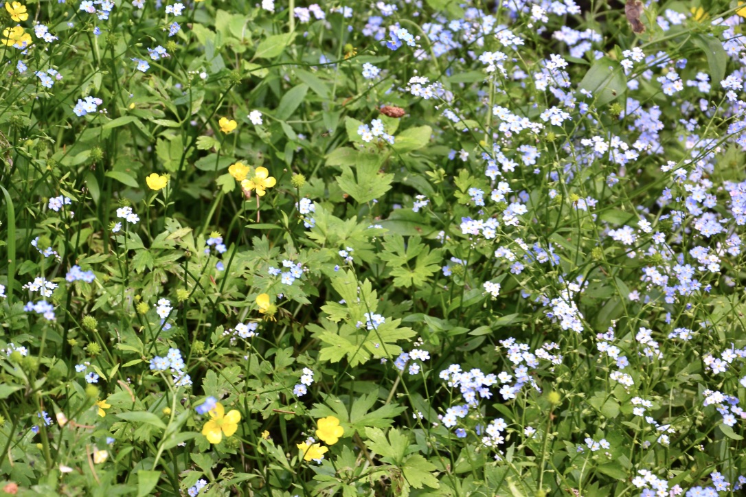 Diese Blumenwiese…