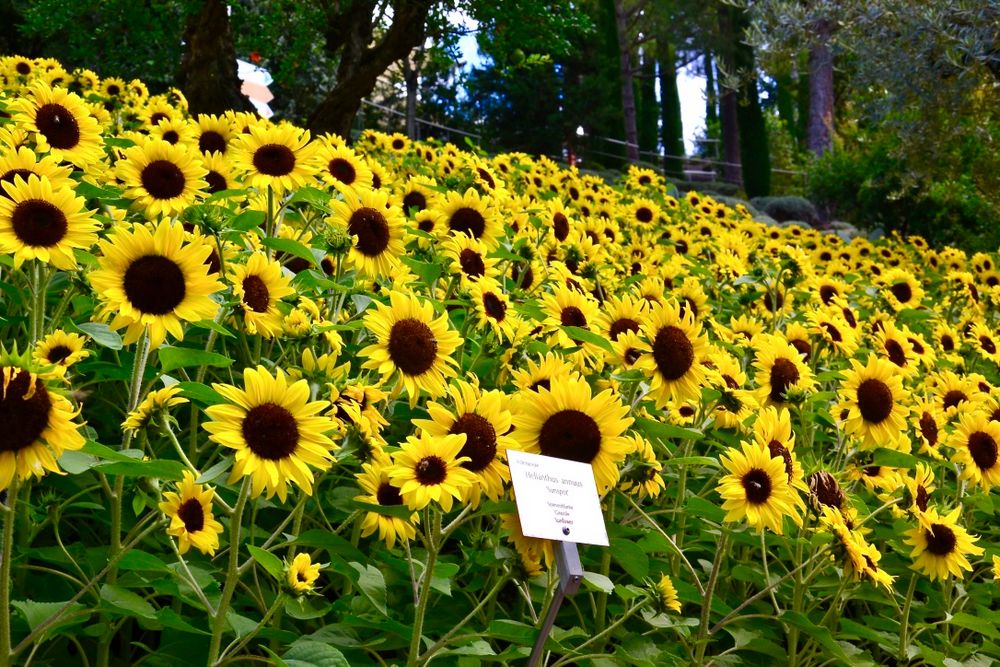 Diese Blumenwiese …