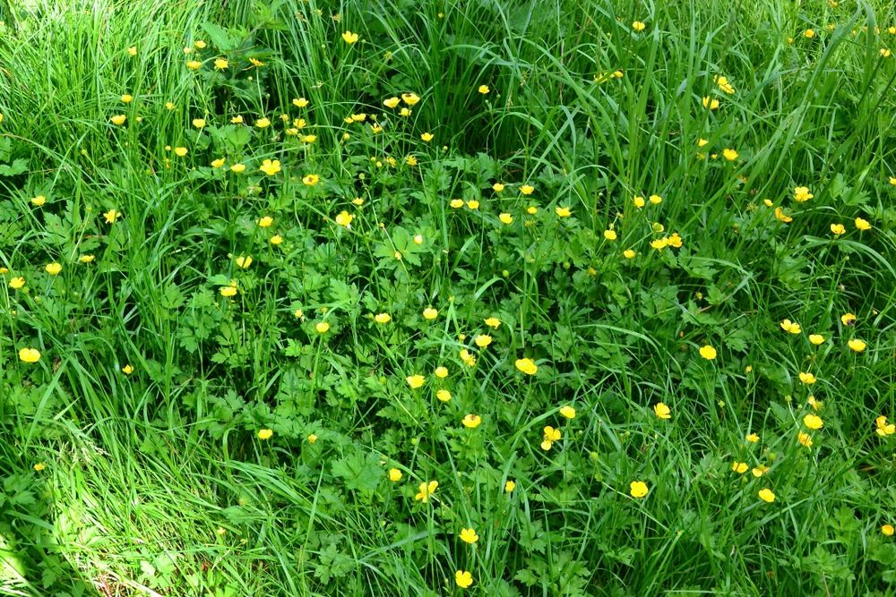 Diese Blumenwiese befand sich…