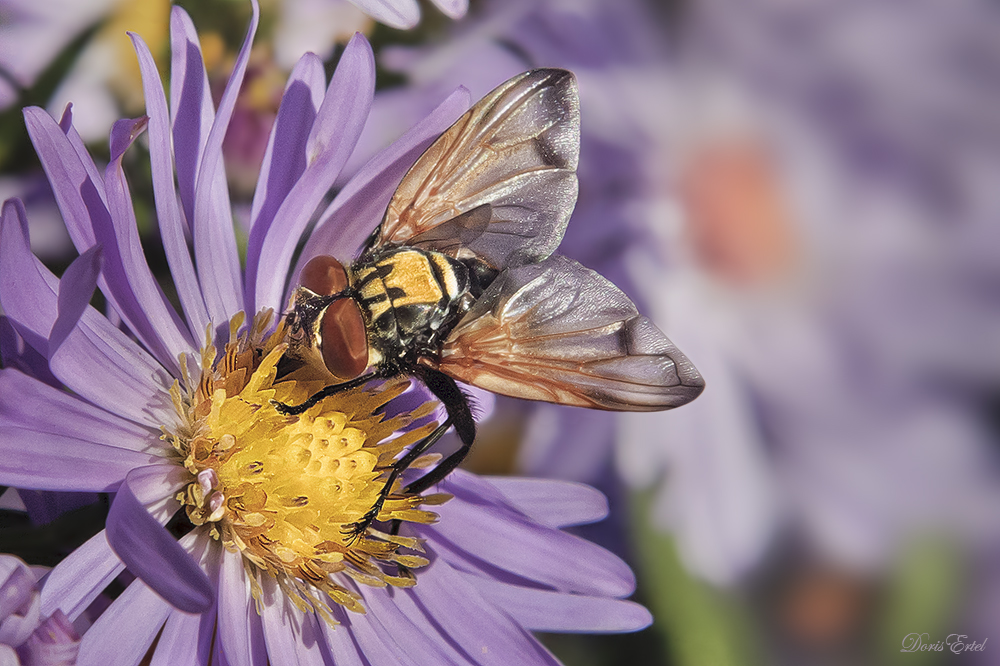 Diese bunte Raupenfliege (Alophora hemiptera) an der Asternblüte...