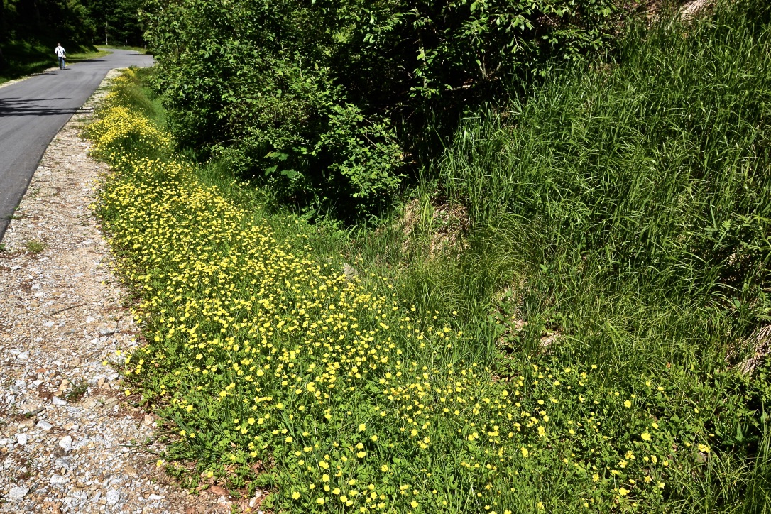 Diese Butterblumen…