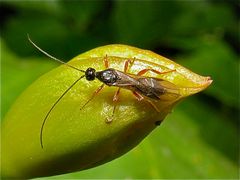 Diese ca. 5 mm lange Wespenart krabbelt seit einigen Tagen auf den Trompetenblumenknospen . . .