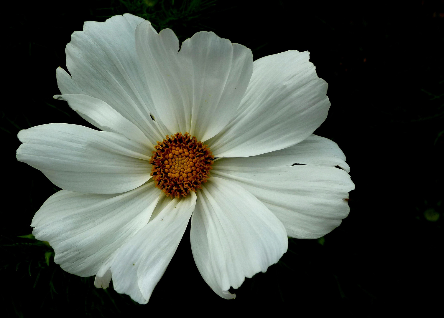 #...Diese Cosmea.......#