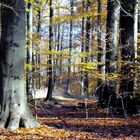 Diese dicken alten Buchen im Herbstlicht, einfach wunderschön!