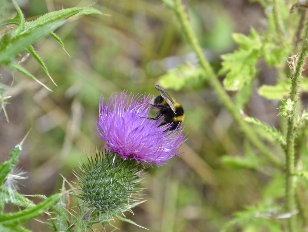 Diese Diestel mit "Besuch"…