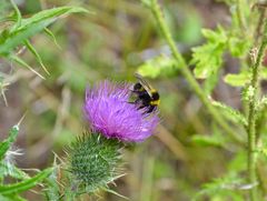 Diese Diestel mit "Besuch"…