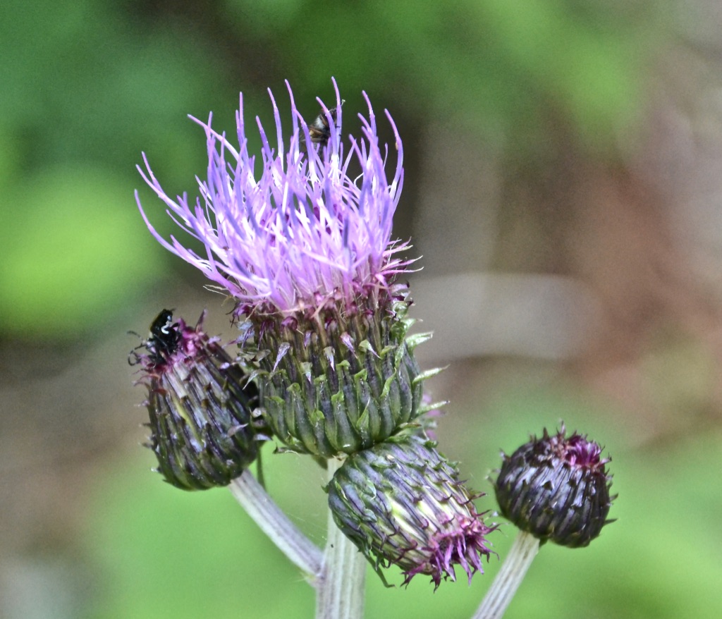 Diese Distel…