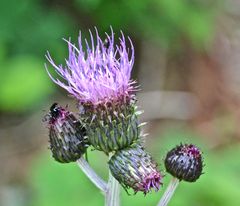 Diese Distel…