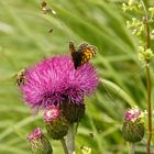 Diese Distel reicht für uns beide