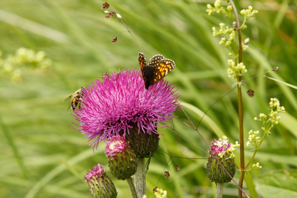 Diese Distel reicht für uns beide