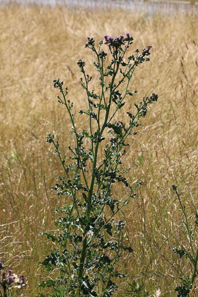 diese Distel überragt alles andere auf der Wiese