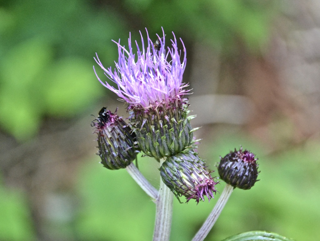 Diese Distelblüte…