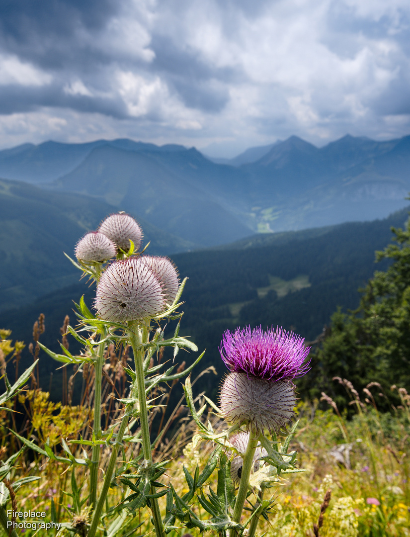 Diese Disteln genießen die Aussicht in der Nähe von Faistenau.