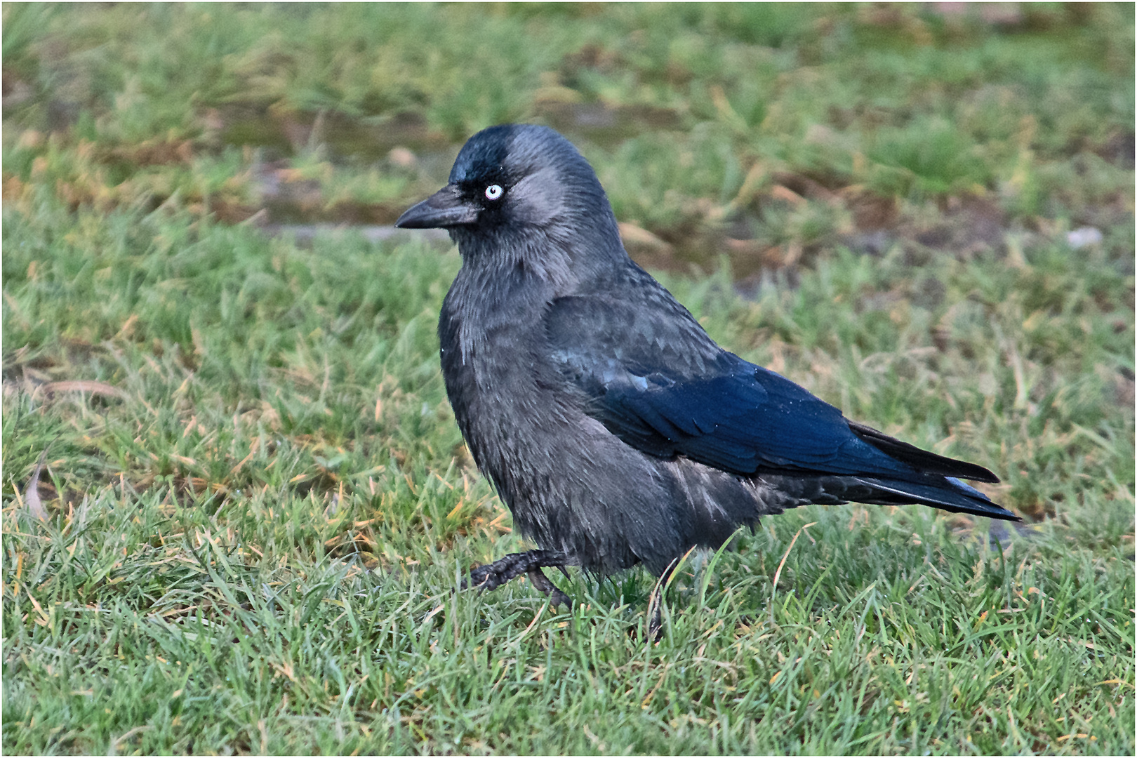 Diese Dohle (Corvus monedula) schritt . . .