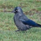 Diese Dohle (Corvus monedula) schritt . . .