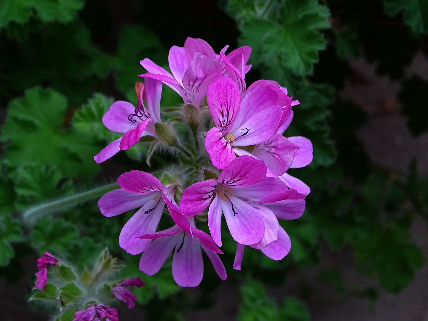 Diese Duftpelargonie 