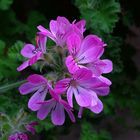 Diese Duftpelargonie 